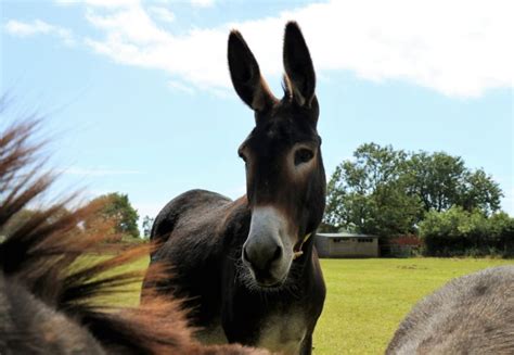 donkey sanctuary lottery results|News .